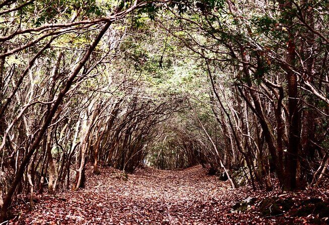 Explore Mt. Fuji Ice Cave in Aokigahara Forest - Quick hits before you go