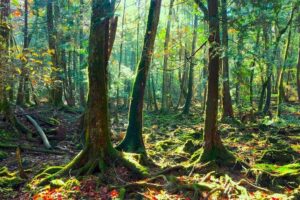 Explore Mt. Fuji Ice Cave in Aokigahara Forest - Aokigahara Forest walking: Sea of Trees mood, minus the rush