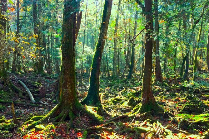 Explore Mt. Fuji Ice Cave in Aokigahara Forest - Aokigahara Forest walking: Sea of Trees mood, minus the rush