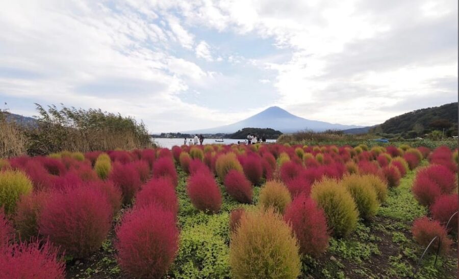 From Tokyo: Mount Fuji Full Customized Tour English Guide - How the guides shape the value (and the vibe)