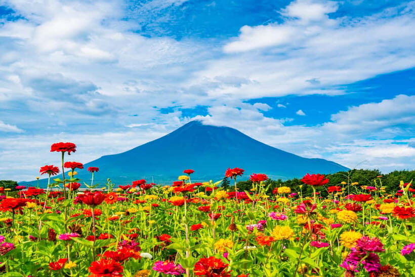 From Tokyo: Must-Visit Mount Fuji Highlight Full-Day Tour - Price and Value: Why $69 Often Feels Like a Deal