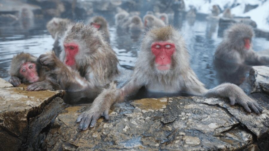 From Tokyo: Private Tour Snow Monkey Park & Zenko-ji Temple - Why This Snow Monkey Day Feels Like a Real Escape
