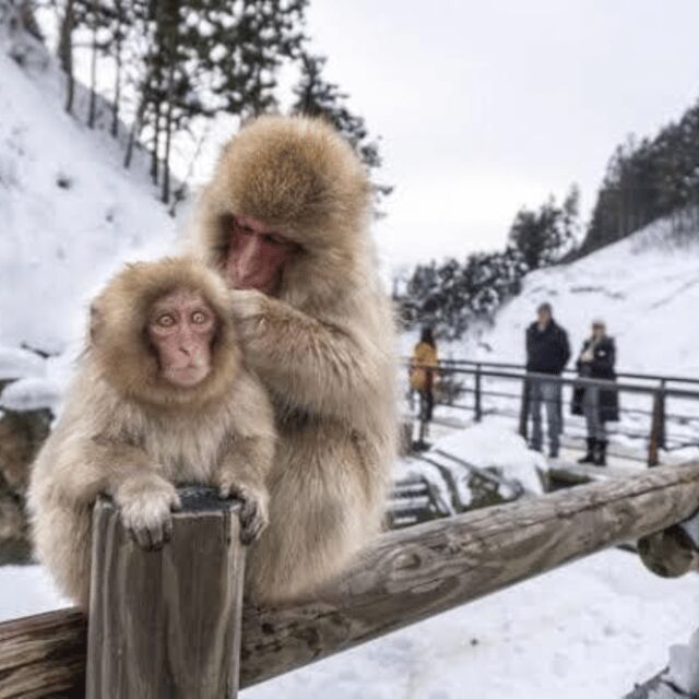 From Tokyo: Private Tour Snow Monkey Park & Zenko-ji Temple - What to Bring So You’re Not Miserable in Snow Season