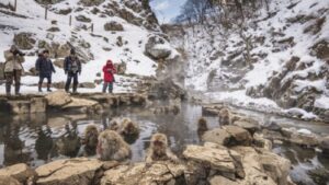 From Tokyo: Private Tour Snow Monkey Park & Zenko-ji Temple - Zenko-ji Temple: One Hour to See the Calm Side of Nagano
