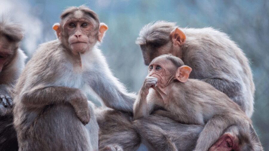 From Tokyo: Private Tour Snow Monkey Park & Zenko-ji Temple - Jigokudani Monkey Park: Snow Monkeys, Hot Springs, and Your Best Photo Strategy