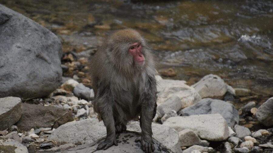 From Tokyo: Private Tour Snow Monkey Park & Zenko-ji Temple - Obuse Town Walk: Finish With Local Flavor and Art Around Every Corner