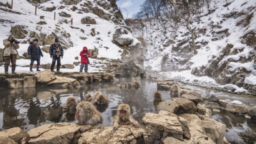 From Tokyo: Private Tour Snow Monkey Park & Zenko-ji Temple - Zenko-ji Temple: One Hour to See the Calm Side of Nagano