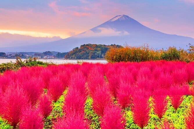 From Tokyo: Top 5 Scenic Spots of Mount Fuji Full-Day Tour - Oshino Hakkai springs: calm walking, plus a free grass cake