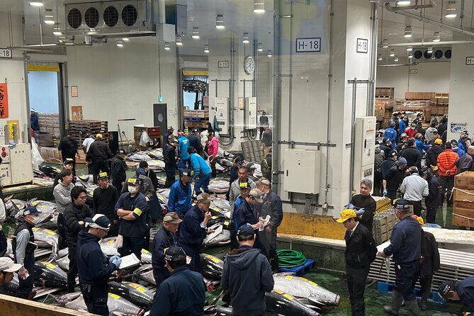 Morning Market Adventure: Toyosu & Tsukiji with Tuna Auction - The tuna auction viewing: floor lottery vs. good perspective
