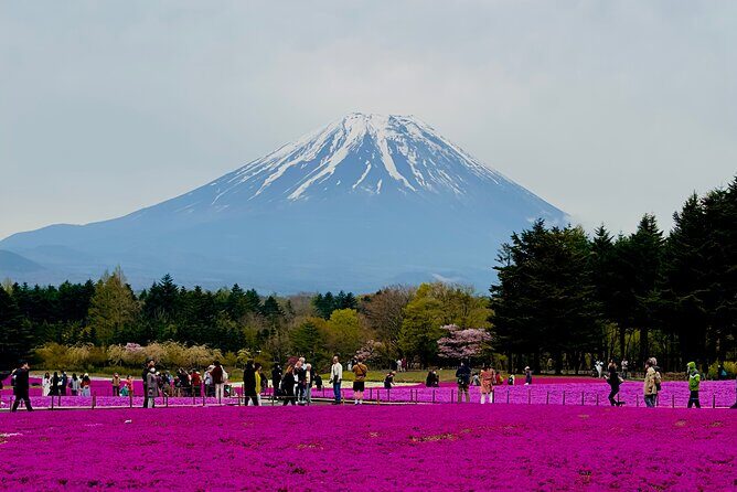 Mt. Fuji, Cherry Blossom & Shiba Sakura Pvt. Day Tour - Key things that make this tour worth your time