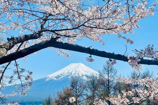 Mt. Fuji, Cherry Blossom & Shiba Sakura Pvt. Day Tour - Why this Mt. Fuji day trip works when Tokyo logistics feel messy