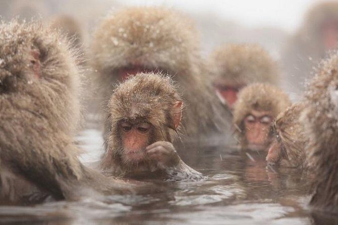 Nagano Snow Monkey 1 Day Tour with Beef Sukiyaki Lunch from Tokyo - Tokyo Morning to Nagano: Shinjuku Pick-Up and the Long Ride