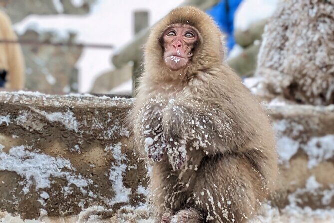 Nagano Snow Monkey 1 Day Tour with Beef Sukiyaki Lunch from Tokyo - Kamakura no Sato Snow Huts: A Winter Bonus Stop If Your Dates Match