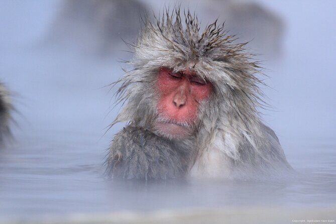 Nagano Snow Monkey 1 Day Tour with Beef Sukiyaki Lunch from Tokyo - What the Day Feels Like: Photos, Waiting, and How to Avoid Feeling Rushed
