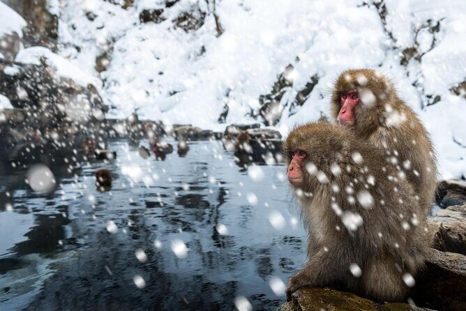 Nagano Snow Monkey 1 Day Tour with Beef Sukiyaki Lunch from Tokyo - Price and Logistics: Is $151.96 Worth It?