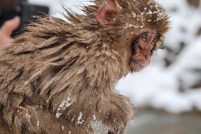 Nagano Snow Monkey 1 Day Tour with Beef Sukiyaki Lunch from Tokyo - Should You Book This Tokyo to Nagano Snow Monkey Tour?