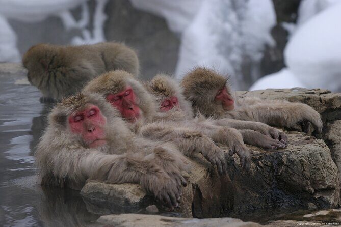 Nagano Snow Monkey 1 Day Tour with Beef Sukiyaki Lunch from Tokyo - Getting to Jigokudani Yaen-koen: The Walk, the Timing, and the Icy Reality