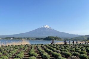 Private Tour to Mt Fuji and Hakone with English Speaking Driver - Oshino Hakkai: Fuji Footprint Ponds Without the Rush