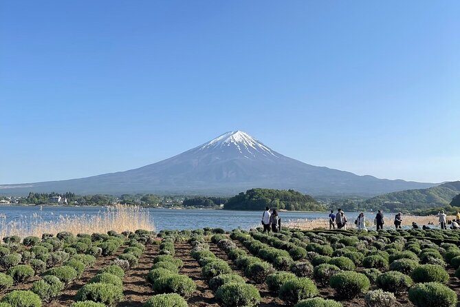 Private Tour to Mt Fuji and Hakone with English Speaking Driver - Oshino Hakkai: Fuji Footprint Ponds Without the Rush