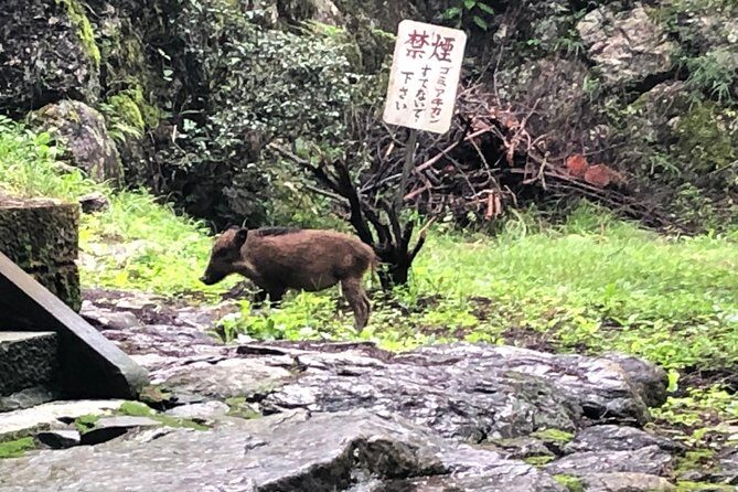 Tokyo Countryside Exploration Private Tour - Torii Pagoda in the Mountains and Xuanzang’s Bone Legend