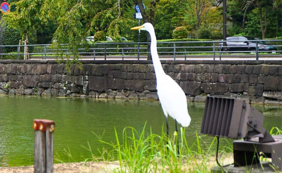 Tokyo: Imperial Palace, the history of Japan (ENGLISH GUIDE) - Koi Fish Only Found Here, Plus Trees by Prefecture