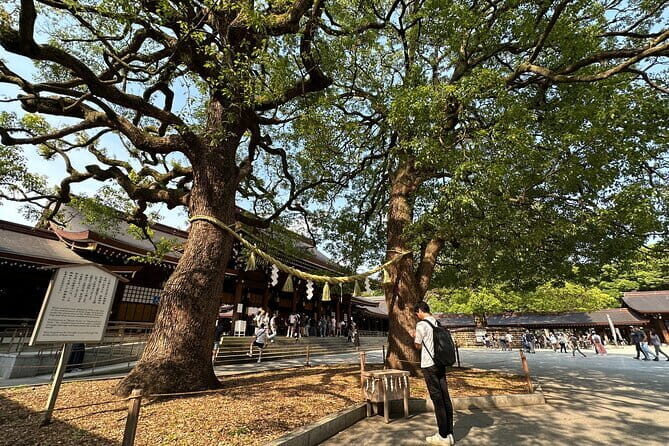 Tokyo Morning Tour : Meiji Shrine, Asakusa and Fish Market - The guide makes it: small-group pacing and real explanations