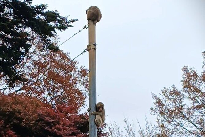 Tokyo: Mt Takao Tour with Ramen and Tattoo-Okay Hot Spring - Cable Car Up: Save Energy for the Good Views