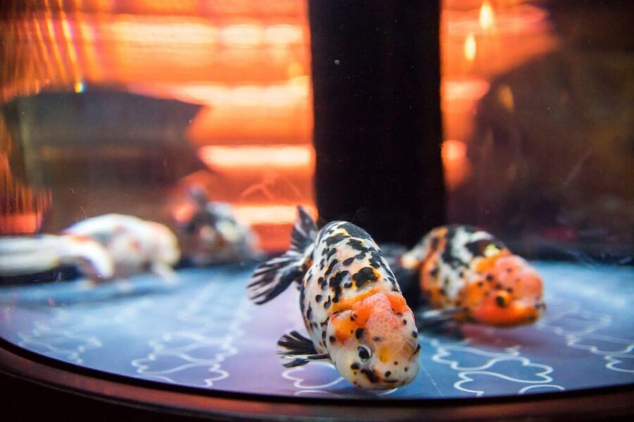 Tokyo: Sumida Aquarium Entry Ticket - Enter on Time: Hours, Last Entry, and the May 23, 2025 Update