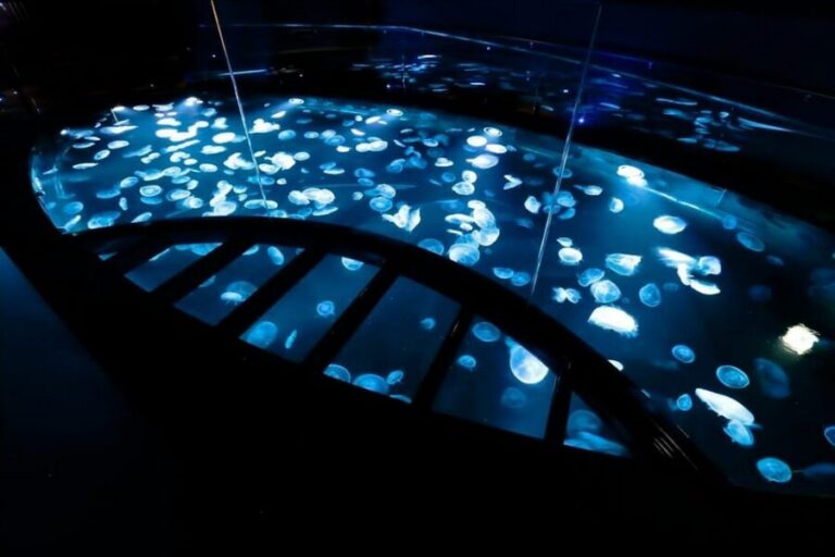 Tokyo: Sumida Aquarium Entry Ticket - Tickets, Price, and What 1 Day Really Means