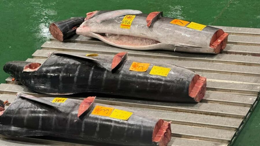Tokyo: Toyosu Tuna Auction &Tsukiji Market Gourmet Adventure - Key highlights worth waking up for
