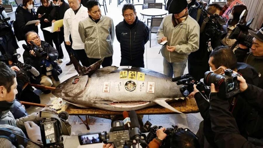 Tokyo: Toyosu Tuna Auction &Tsukiji Market Gourmet Adventure - Toyosu at Dawn: Watching Tuna Grading and the Auction Signals