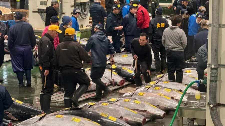 Tokyo: Toyosu Tuna Auction &Tsukiji Market Gourmet Adventure - Toyosu market walk: Seeing more than seafood displays