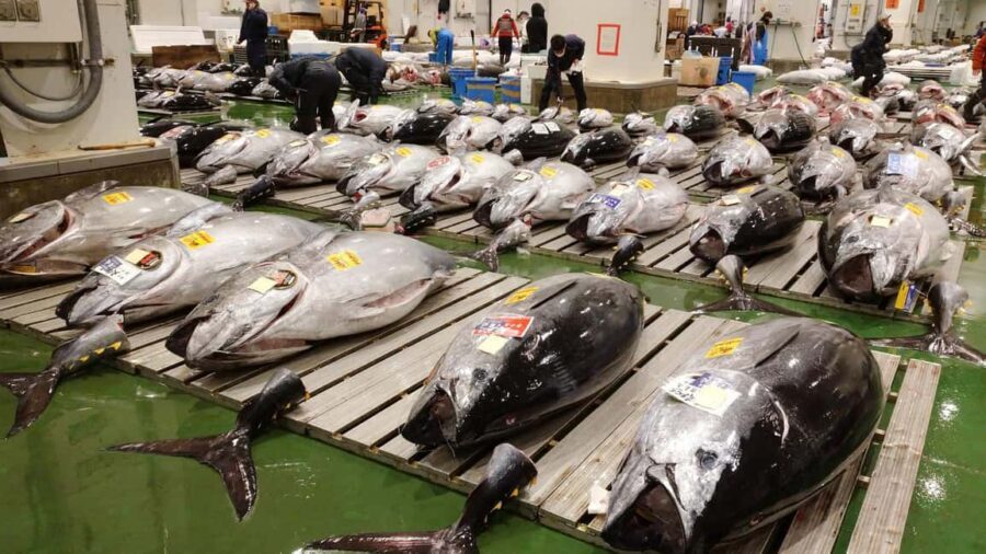 Tokyo: Toyosu Tuna Auction &Tsukiji Market Gourmet Adventure - The 5:00 AM reality check: Logistics that make or break the morning