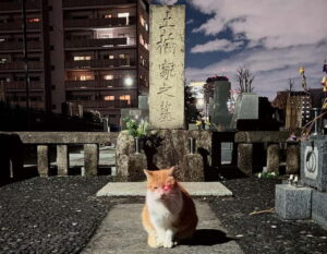 Tokyo: True Crime And Ghost Stories Tour - Shinjuku’s Kabukicho: Crime Stories, Red-Light Reality, and Plenty of Dark Humor